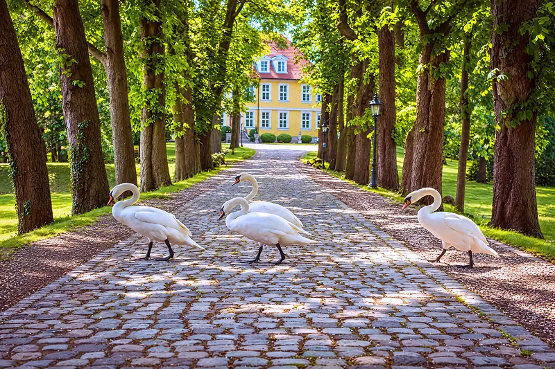 Schwäne auf der Allee