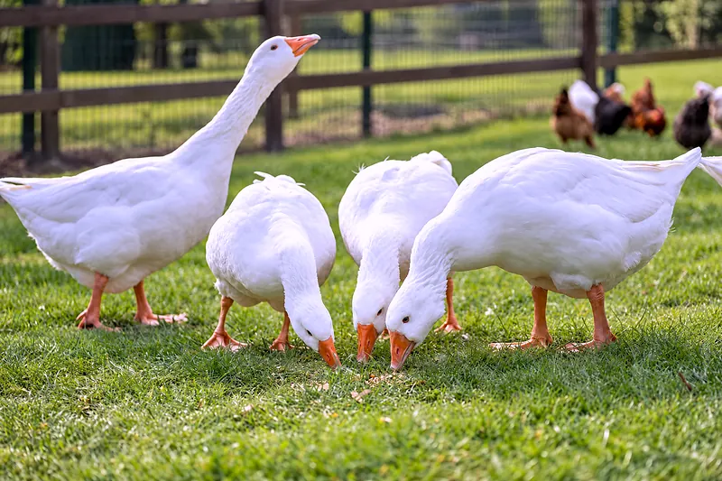 Die Gänse auf der Wiese