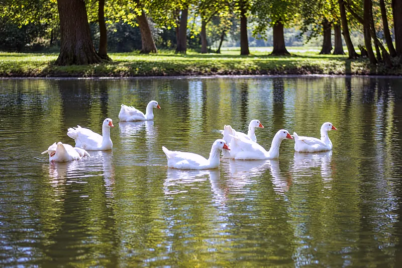 Gänse am Teich