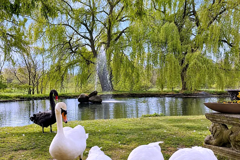 Die Schwäne am Teich