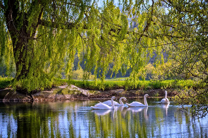 Schwäne auf dem Teich