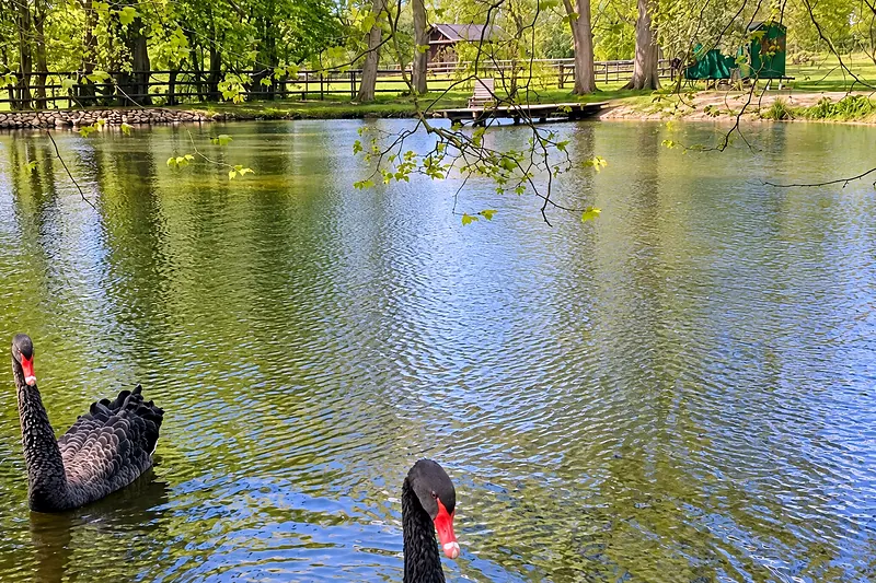 Ein schwarzer Schwan