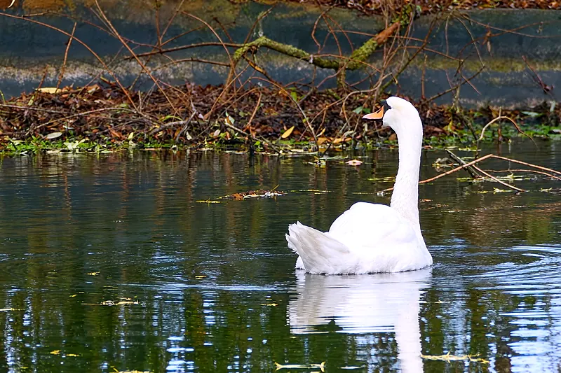 Ein weißer Schwan