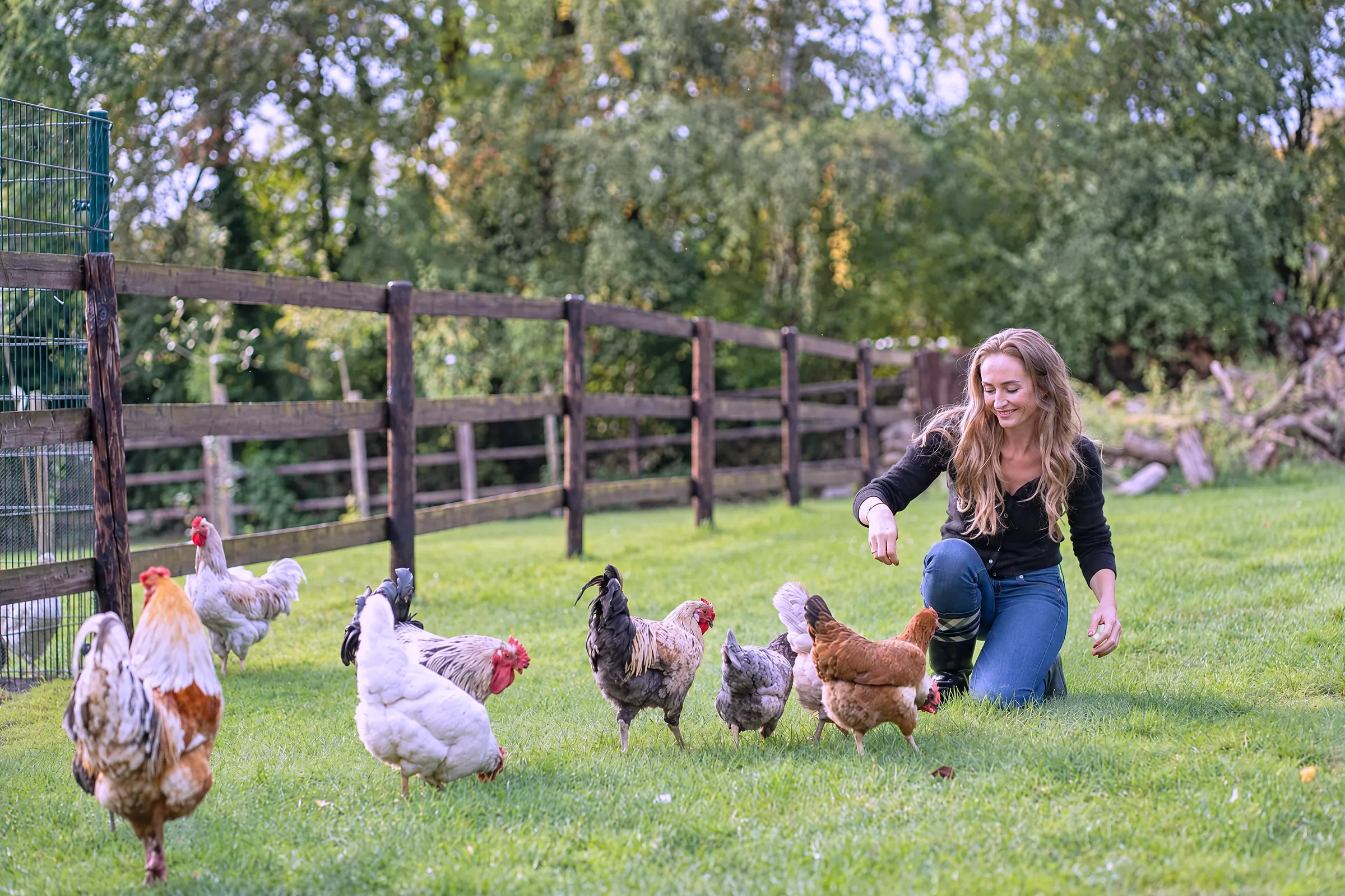 Gänse und Hühner auf der Wiese werden gefüttert